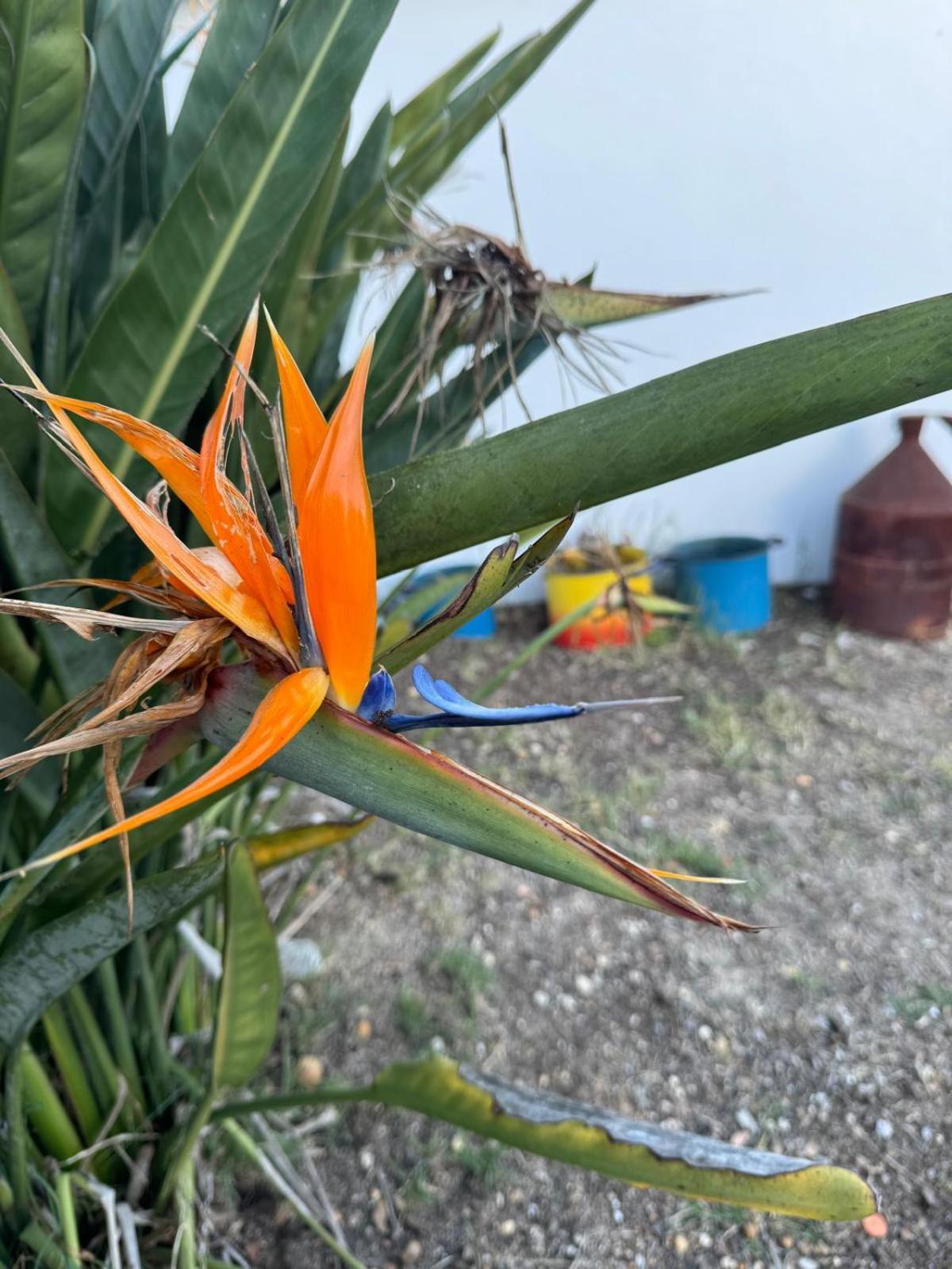 Monte Santo Villa Montargil Dış mekan fotoğraf